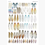 طلق ترنسپرنت